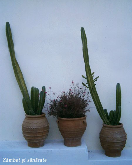 cactusi-in-santorini