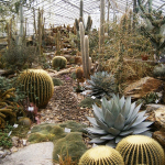 cactusi-gradina-botanica-munchen