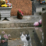 cimitirul-montmartre-paris-pisic